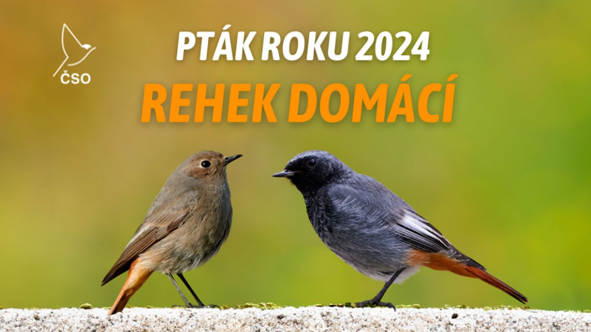 Česko už zná ptáka roku 2024